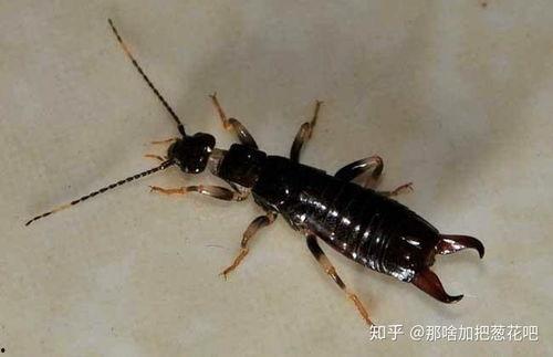 大妈爆料家里养蟑螂视频,揭秘蟑螂生存之谜 第1张 大妈爆料家里养蟑螂视频,揭秘蟑螂生存之谜 第1张